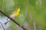 Image. Gelbkehlvireo