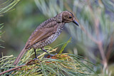 Image. Gelbnacken-Laubenvogel