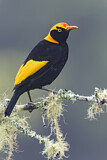 Image. Gelbnacken-Laubenvogel