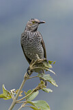 Image. Gelbnacken-Laubenvogel
