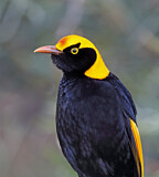 Image. Gelbnacken-Laubenvogel
