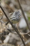 Image. Gelbschnabel-Tachurityrann