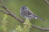 Image. Gelbschnabel-Tachurityrann