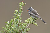 Image. Gelbschnabel-Tachurityrann