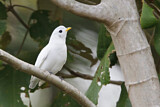 Image. Gelbschnabelkotinga