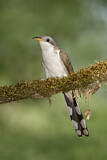 Image. Gelbschnabelkuckuck