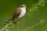 Image. Gelbschnabelkuckuck