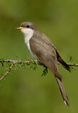 Image. Gelbschnabelkuckuck
