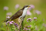 Image. Gelbschnabelkuckuck