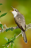 Image. Gelbschnabelkuckuck