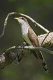 Image. Gelbschnabelkuckuck