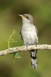 Image. Gelbschnabelkuckuck