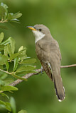 Image. Gelbschnabelkuckuck