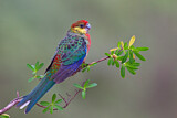 Image. Gelbwangenrosella