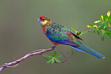 Image. Gelbwangenrosella