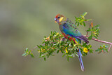 Image. Gelbwangenrosella