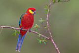 Image. Gelbwangenrosella