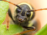 Image. Gemeiner Widderbock