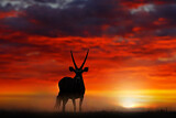Image. Gemsbok