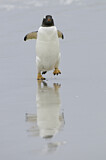 Image. Gentoo Penguin