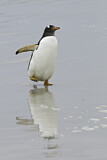Image. Gentoo Penguin