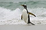 Image. Gentoo Penguin