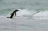Image. Gentoo Penguin