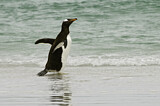 Image. Gentoo Penguin