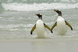 Image. Gentoo Penguin