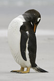 Image. Gentoo Penguin