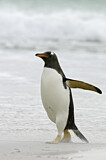 Image. Gentoo Penguin