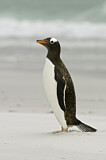 Image. Gentoo Penguin