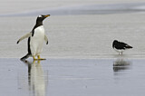 Image. Gentoo Penguin