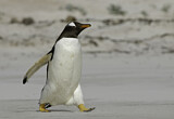 Image. Gentoo Penguin