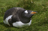 Image. Gentoo Penguin