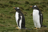 Image. Gentoo Penguin