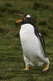 Image. Gentoo Penguin