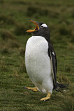 Image. Gentoo Penguin