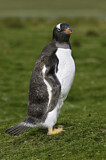 Image. Gentoo Penguin