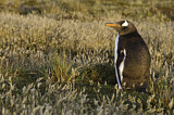 Image. Gentoo Penguin