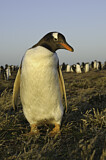 Image. Gentoo Penguin