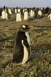 Image. Gentoo Penguin