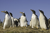 Image. Gentoo Penguin