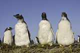 Image. Gentoo Penguin