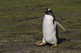 Image. Gentoo Penguin