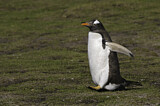 Image. Gentoo Penguin