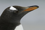 Image. Gentoo Penguin