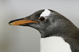 Image. Gentoo Penguin