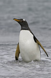 Image. Gentoo Penguin