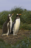 Image. Gentoo Penguin